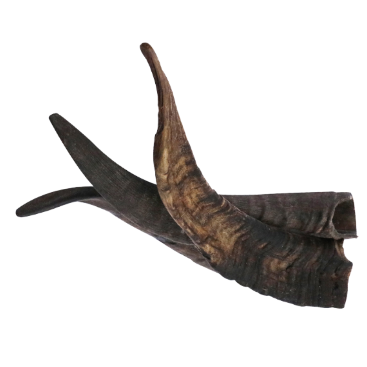 Goat Horns