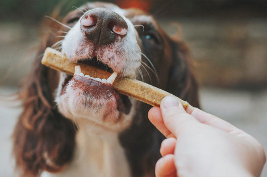 Sustainable Treats: Good for Your Pet and the Planet