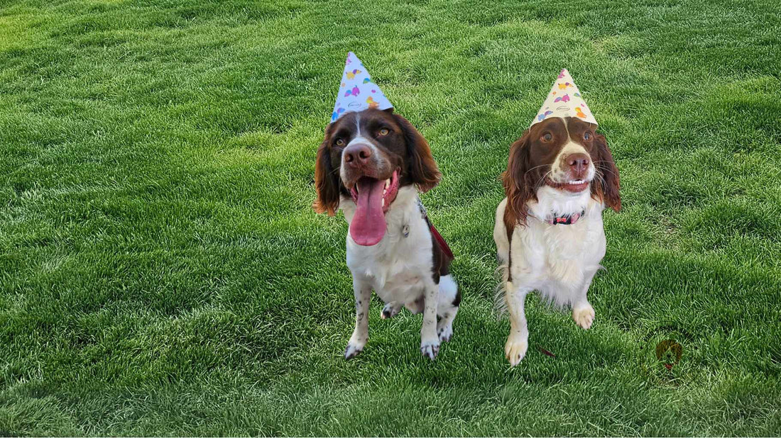 Fido's Snack Shack: Where Aussie Dogs Find Their Favourite Treats