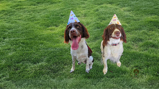 Fido's Snack Shack: Where Aussie Dogs Find Their Favourite Treats