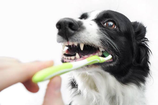 The Secret to Your Pet's Health: Nutrition and Clean Teeth