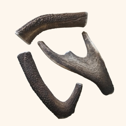 Premium Deer Antlers